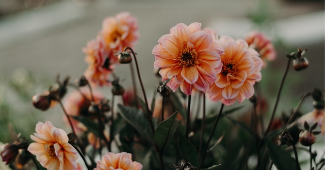 3 | Couples Counselling
